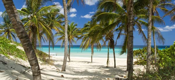 beautiful beach with palm trees in the foreground and palm trees in the background