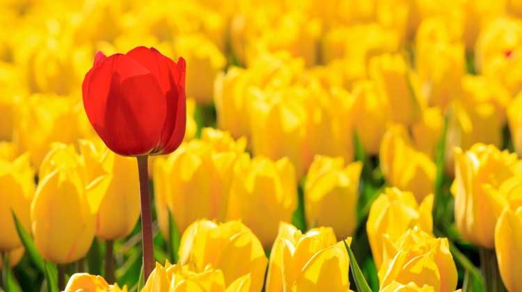 one-red-tulip-in-field-of-yellow-tulips